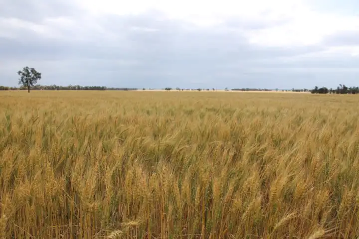 Second view of Homely rural property listing, - 'Kolkibertoo', West Wyalong NSW 2671