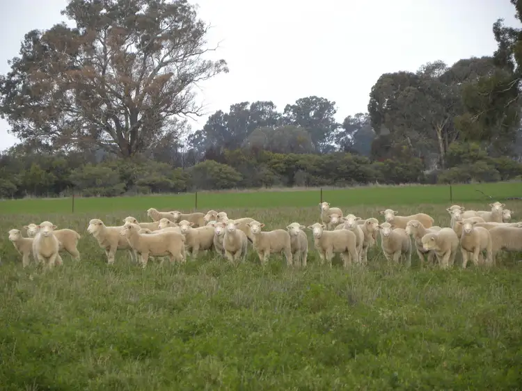 Fifth view of Homely rural property listing, 'Fairfield' 9517 Riverina Highway, Corowa NSW 2646