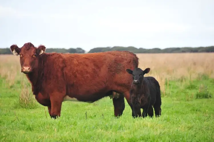 559 Cowans Road, Robe SA 5276