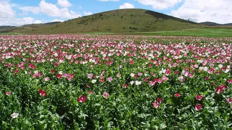 Fourth view of Homely rural property listing, 1014 Glen Esk Road, Conara TAS 7211