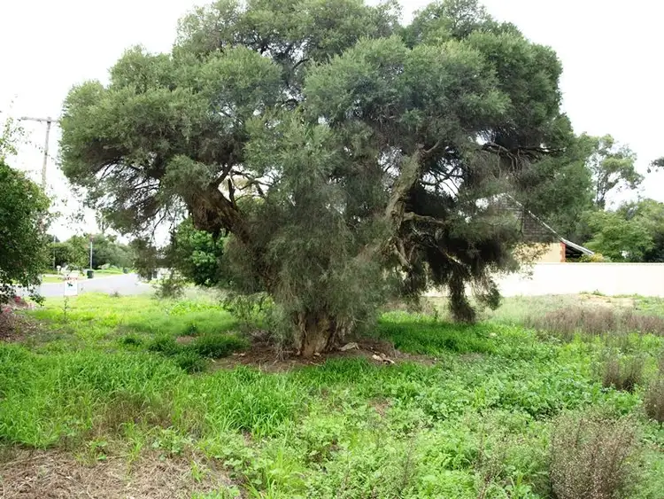 Sixth view of Homely land listing, 14 Hibernia Close, Dunsborough WA 6281