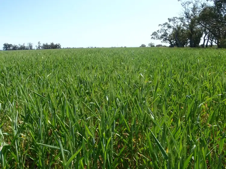 Third view of Homely rural property listing, 265 Southdown Road, Deniliquin NSW 2710