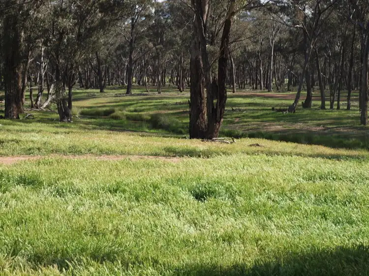 Seventh view of Homely rural property listing, - Yallambi, Bribbaree NSW 2594