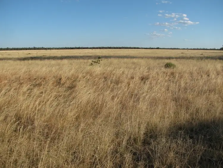 Bushells, Stumpy Lane Rd, Narrabri NSW 2390