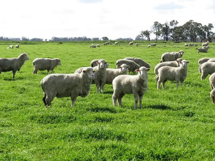 Main view of Homely rural property listing, 7498 Wakool Road, Barham NSW 2732