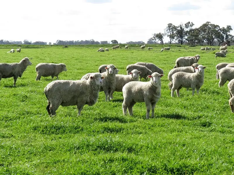 Main view of Homely rural property listing, 7498 Wakool Road, Barham NSW 2732