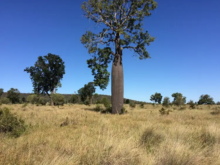 Fourth view of Homely rural property listing, 560 Engels Road, Goovigen QLD 4702