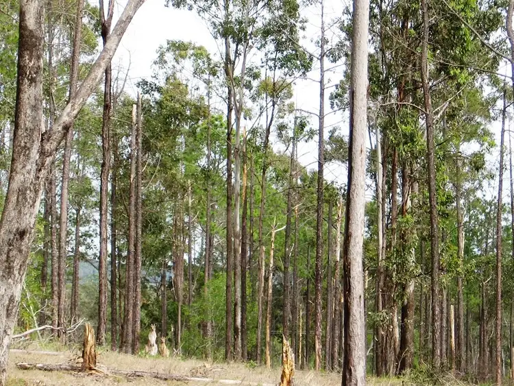 Lot 196 Arbortwentynine Rd, Glenwood QLD 4570
