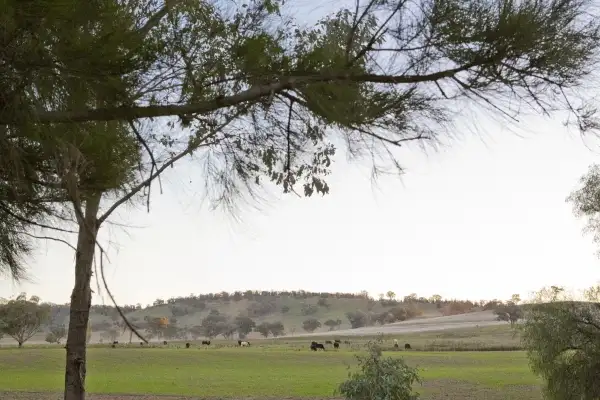Sixth view of Homely rural property listing, 629 Sutherland Road, Cowra NSW 2794