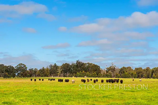 Fourth view of Homely rural property listing, 47 Norman Murdoch Rd, Metricup WA 6280