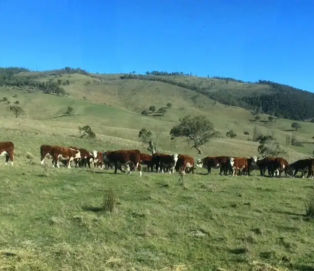 Second view of Homely rural property listing, 85 Tice's Road, Omeo VIC 3898