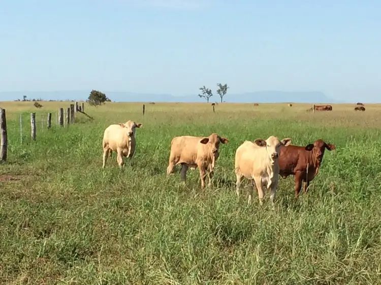 Seventh view of Homely rural property listing, 487 Hills Access Road, Dingo QLD 4702