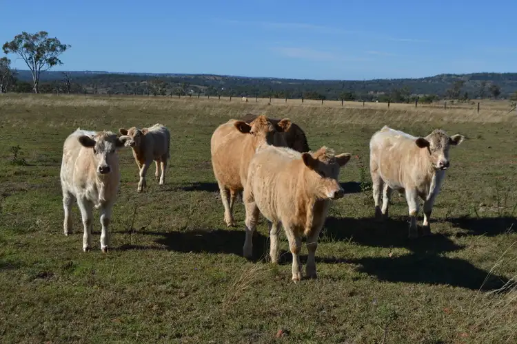 Third view of Homely rural property listing, Lot 25 Goombungee Meringandan Road, Goombungee QLD 4354