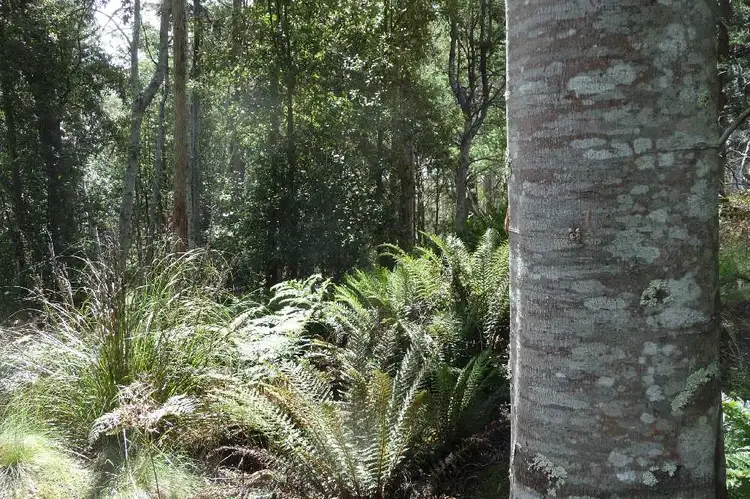 Fifth view of Homely rural property listing, 39009 Tasman Highway, Nunamara TAS 7259