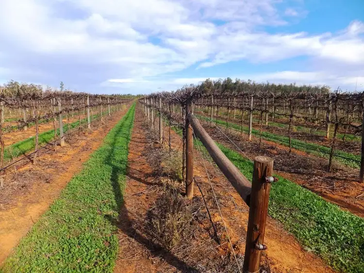 Sixth view of Homely rural property listing, . Edey Road (Vineyard), Red Cliffs VIC 3496