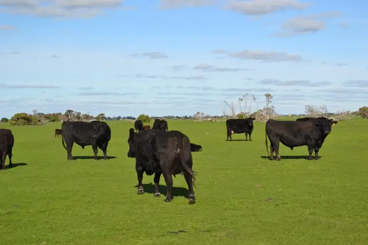 Third view of Homely rural property listing, 235 "Box Hill" Jabe Williams Road, Lucindale SA 5272