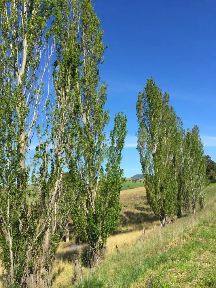 Fifth view of Homely land listing, Lot 11 Myrtle Mtn Rd, Candelo NSW 2550