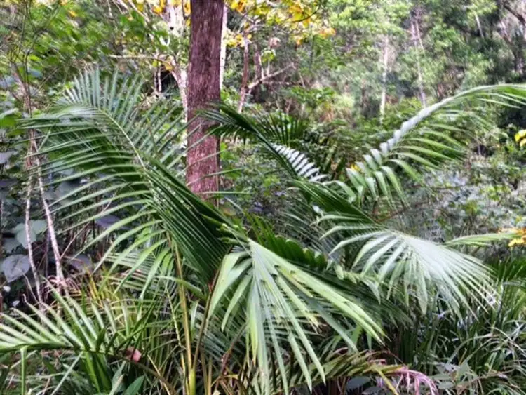 Second view of Homely rural property listing, 496 Gungas Road, Nimbin NSW 2480