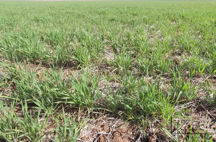 Fourth view of Homely rural property listing, Cnr St Arnaud-Wycheproof Rd & Charlton-Jeffcott Rd, Wooroonook VIC 3525