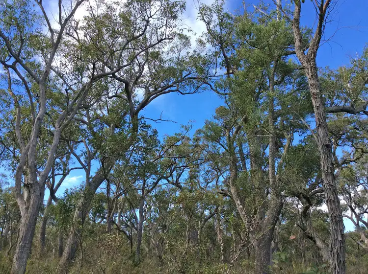 Second view of Homely rural property listing, Lot 1 - D93319 Wragg Road, Denmark WA 6333