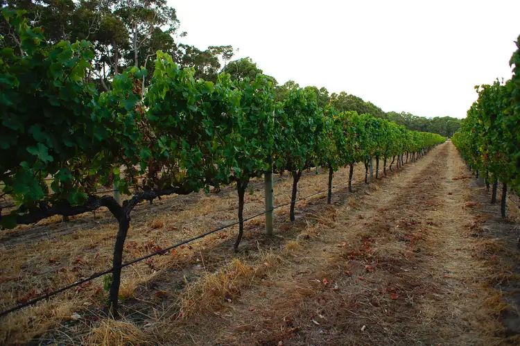 Fourth view of Homely land listing, 10 Coral Vine Cross, Cowaramup WA 6284