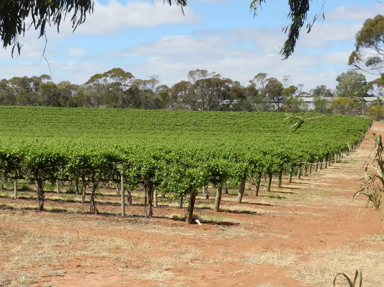 587 Bassham Road, Barmera SA 5345