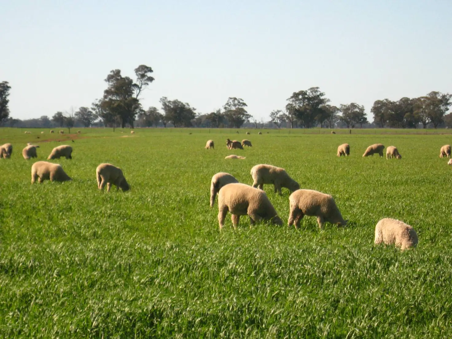 Main view of Homely rural property listing, 591 Warrangoon Siding Road, Mulwala NSW 2647