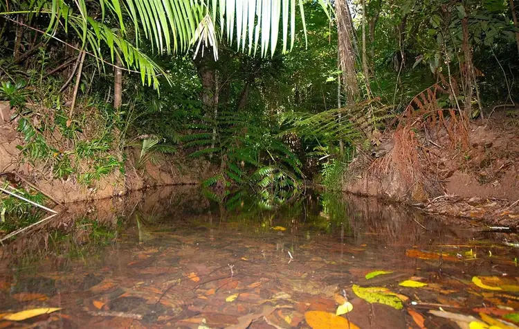 Seventh view of Homely house listing, 6 Fallon Close, Kuranda QLD 4881