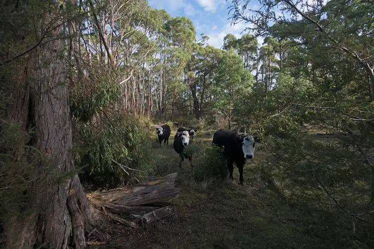 Sixth view of Homely land listing, Lot 1/1500 Nugent Road, Nugent TAS 7172