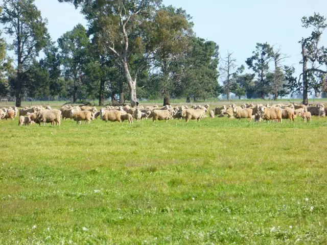 Sixth view of Homely rural property listing, - Wingidgeon Station -, Jerilderie NSW 2716