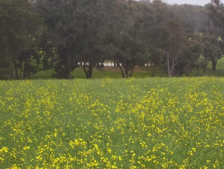 Fifth view of Homely rural property listing, Lot 5 Westbourne Rd, Scotts Brook, Boyup Brook WA 6244