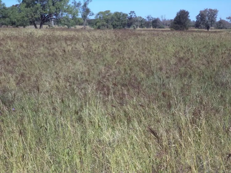 Sixth view of Homely rural property listing, 14635 "Camilaroi", Condamine QLD 4416