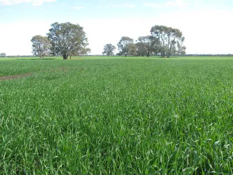 Second view of Homely rural property listing, 497 Nuable Road, Bohena Creek NSW 2390