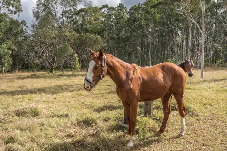 Sixth view of Homely house listing, 100 Chambers Rd, Woodford QLD 4514