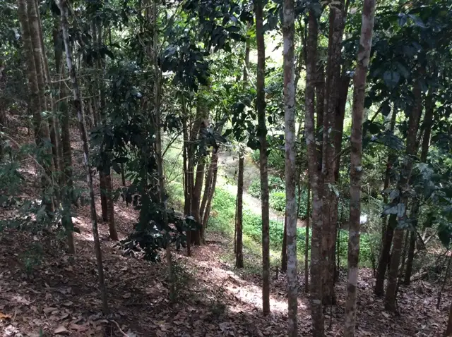 Second view of Homely house listing, 174B Lake Barrine Road, Malanda QLD 4885