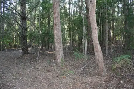 Seventh view of Homely land listing, 137 Karri Lane, Quinninup WA 6258