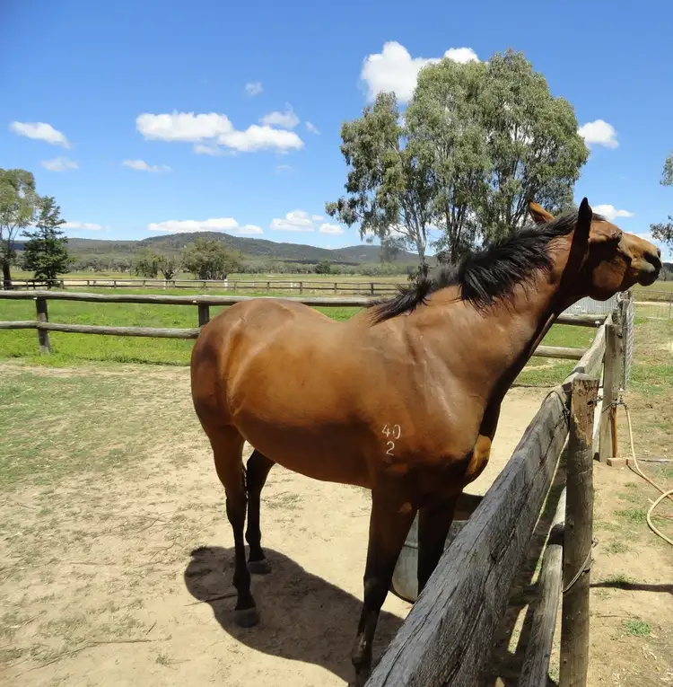Second view of Homely rural property listing, 216 Settlers Road, Chiltern VIC 3683