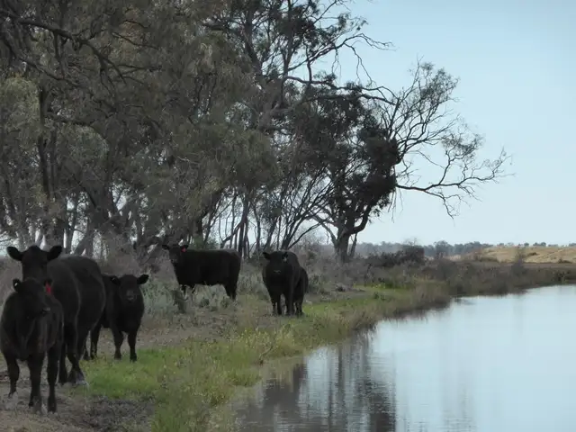 Fifth view of Homely rural property listing, | Noongaburra-Yarrawah Irrigation, Hay NSW 2711