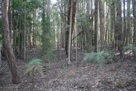 Sixth view of Homely land listing, 137 Karri Lane, Quinninup WA 6258