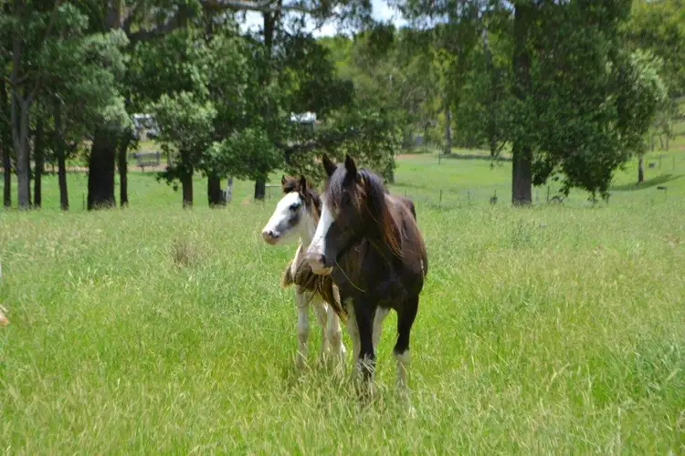 Fourth view of Homely house listing, 406 Reushle Road, Geham QLD 4352