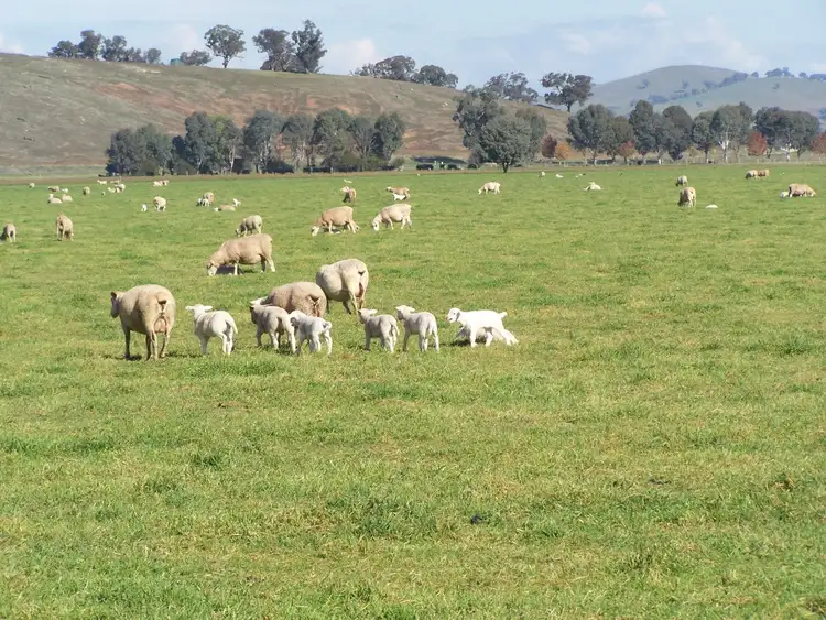 Third view of Homely rural property listing, 61 Merritts Road, Wagga Wagga NSW 2650
