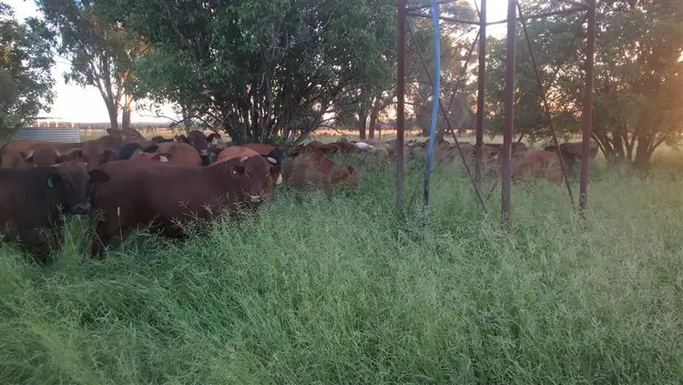 Seventh view of Homely rural property listing, 1013 Bundalba Road, Goovigen QLD 4702