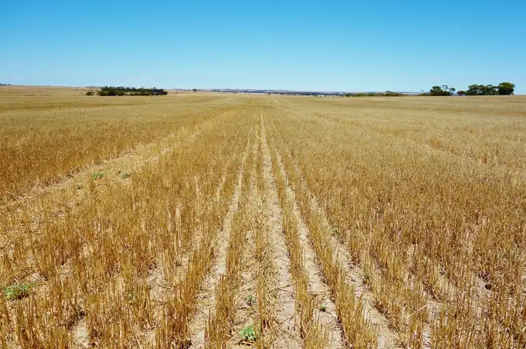 Fourth view of Homely rural property listing, "Wangumma" 1457 Dandagin Road, Jilakin WA 6365