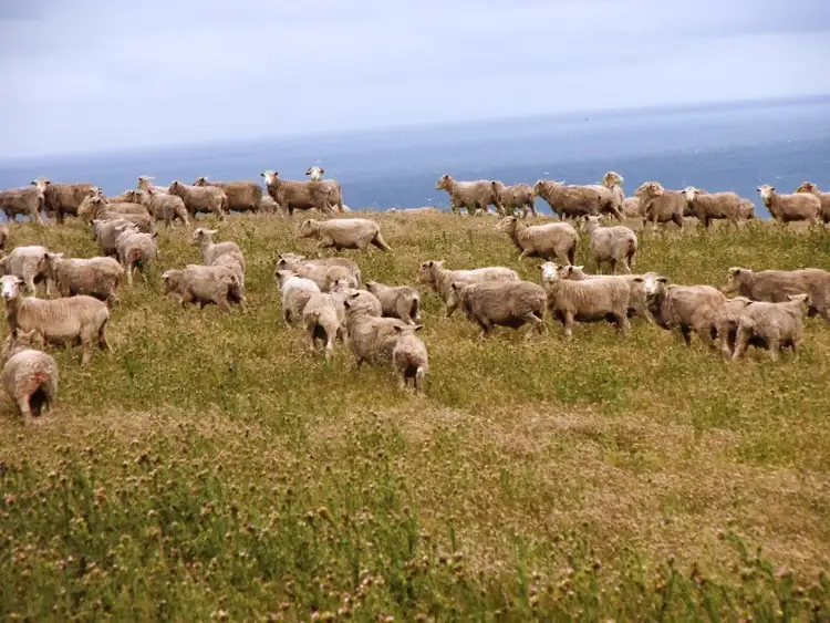 Fourth view of Homely rural property listing, . Prime Seal Island (Bass Strait), Flinders Island TAS 7255