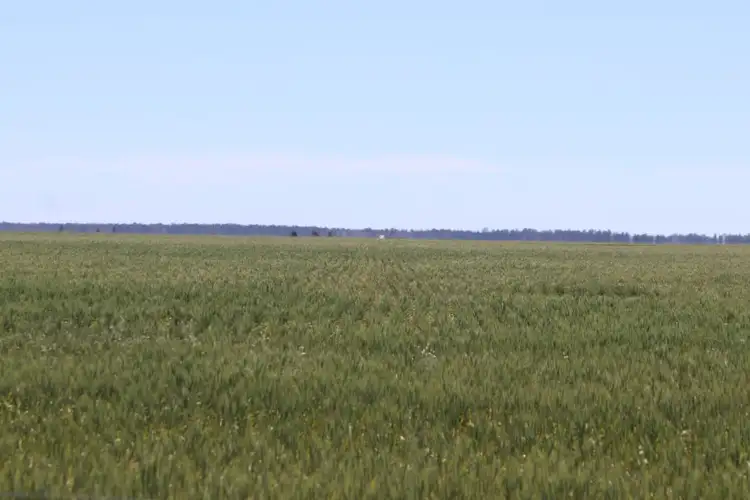 Third view of Homely rural property listing, - Argyle & Melba Downs, Quandialla NSW 2721