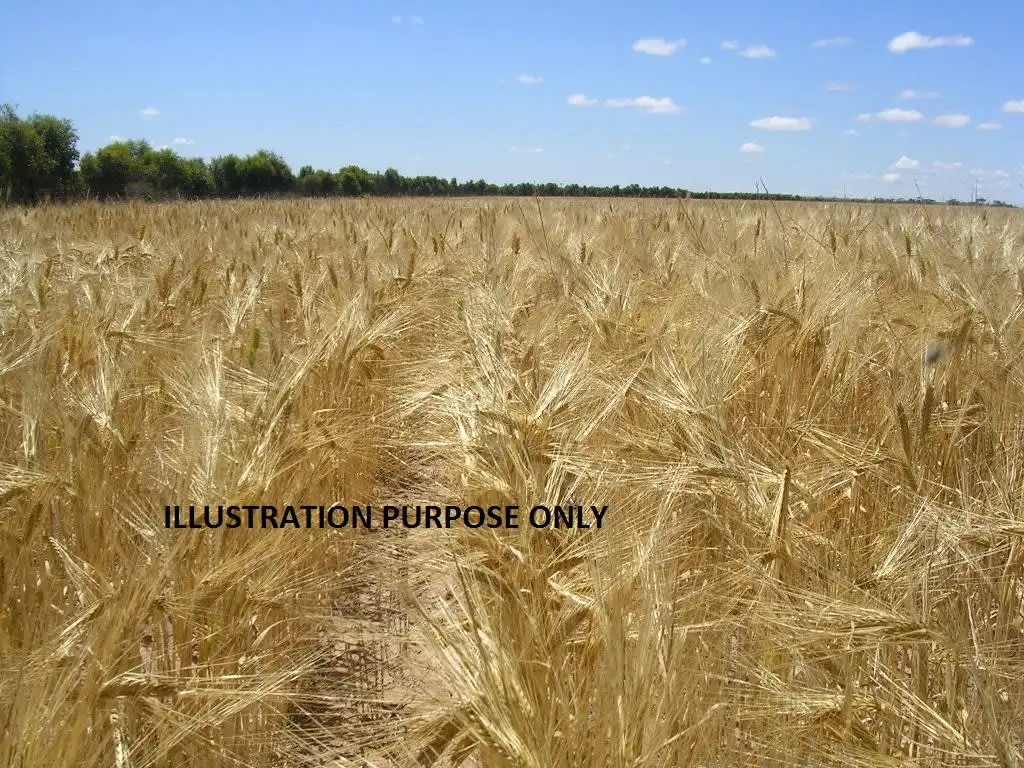 Main view of Homely rural property listing, Loc 1433 Rifle Range Rd, Ballidu WA 6606