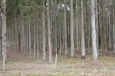 Fifth view of Homely rural property listing, Lot 461 South Western Highway, Manjimup WA 6258