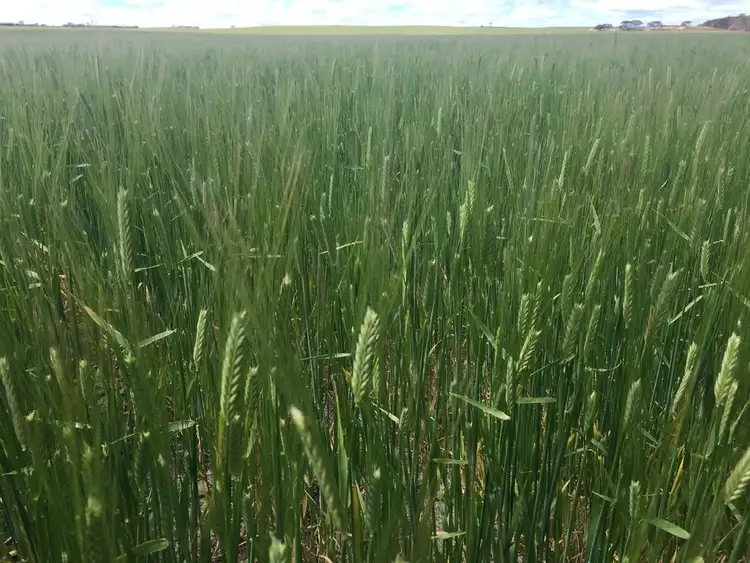 Sixth view of Homely rural property listing, "Harris" Secs 7, 8 & 27 Hd of Mangalo, Cleve SA 5640