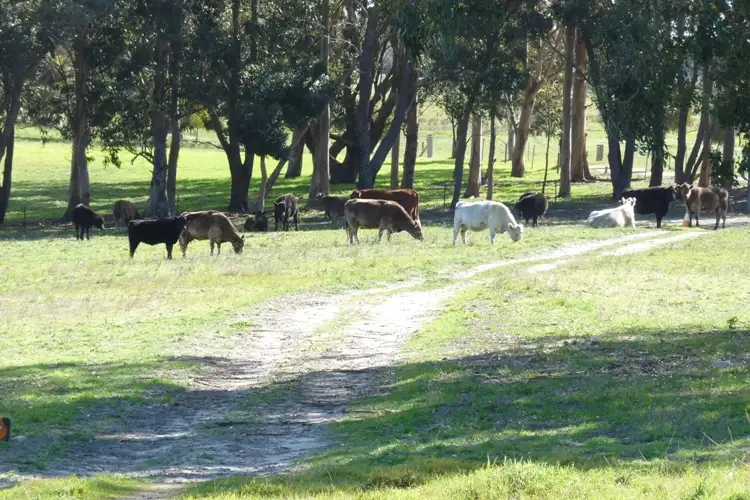 Fifth view of Homely rural property listing, Lot 7 Teale Road, Monjingup WA 6450