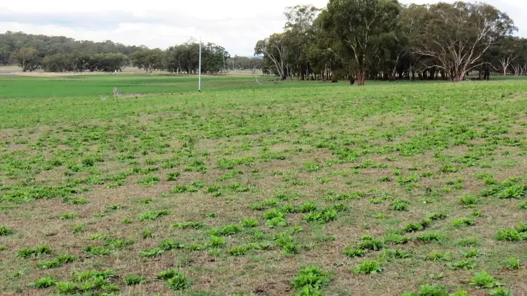 Second view of Homely rural property listing, Lot 2 Warrambungle Way, Coolah, Coolah NSW 2843
